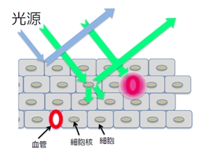 描出図 300.jpg